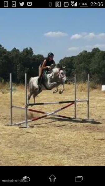 Pony D salto in 