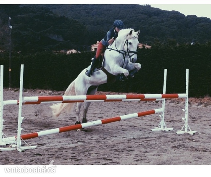 Caballo de Deporte Español (CDE)