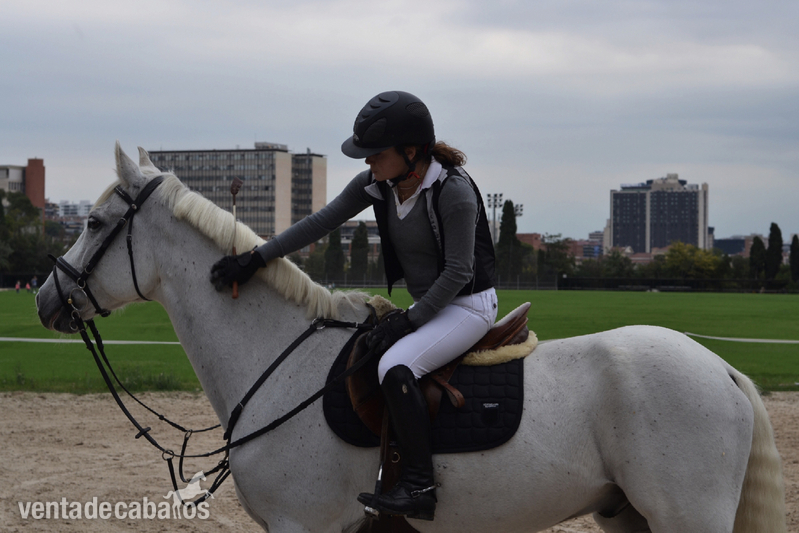 Caballo de Deporte Español (CDE) {TYPE}