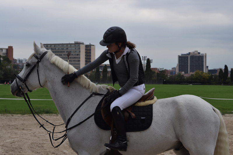 Caballo de Deporte Español (CDE) {TYPE}