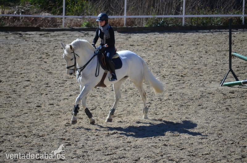Caballos Capados Caballo de Deporte Español (CDE) - Caballo de salto 