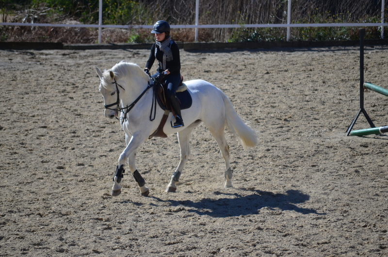 Caballos Capados Caballo de Deporte Español (CDE) - Caballo de salto 