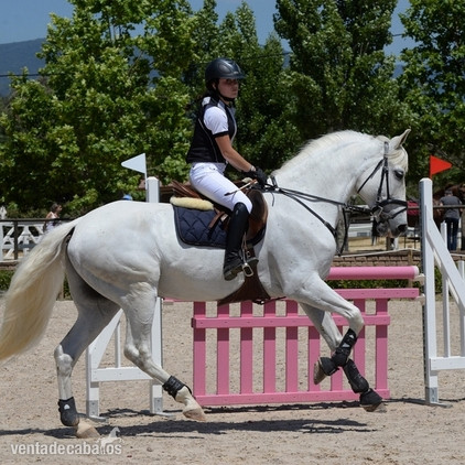 Caballo de salto  in 