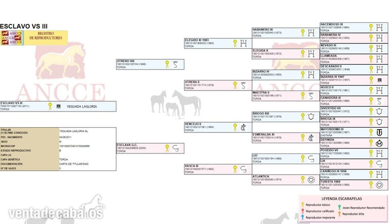 SEMENTAL P.R.E. Estirpe Cartuajana ESCLAVO VS III in 