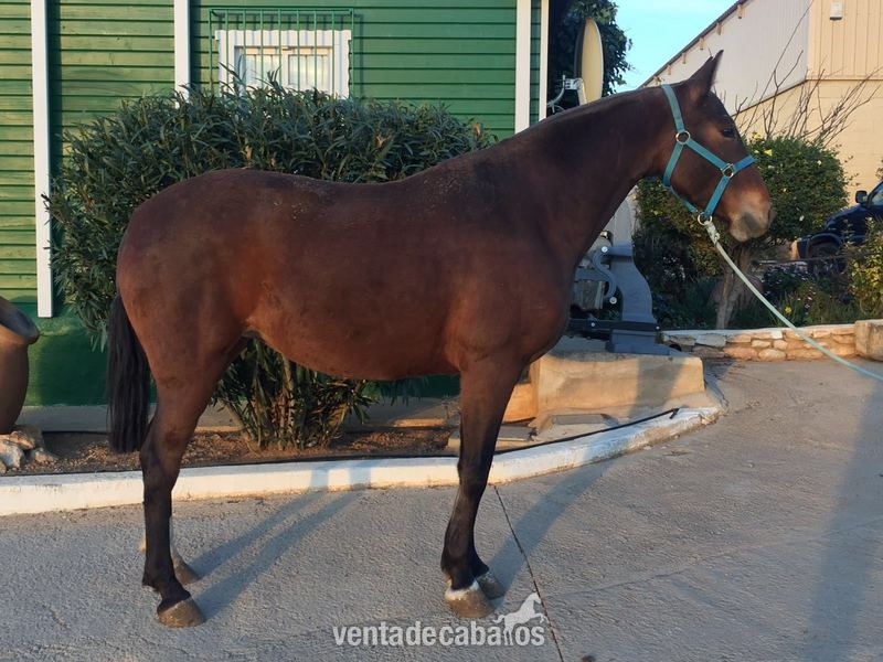 Venta Yegua pre in 