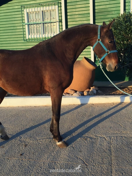 Caballos Pura Raza Española (P.R.E.) Pura Raza Española - Venta Yegua pre