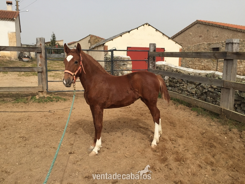 Pony alazana hija de hannoveriano in 