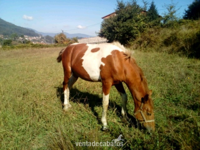 Cruzado Americano