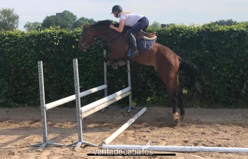 Caballo de salto sangre holandes 4 anos macho entero in 