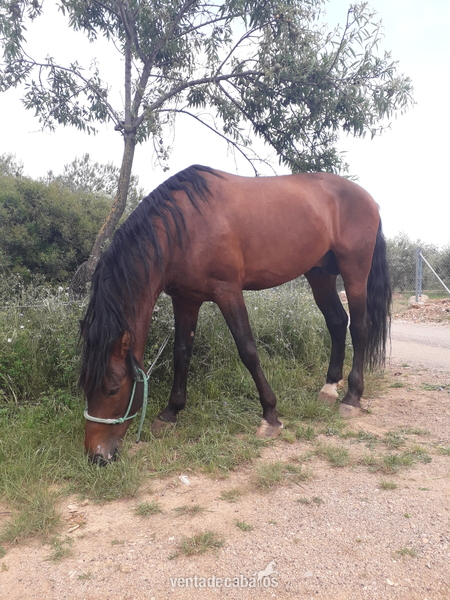 vendo caballo entero doma in 