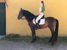 PRE 10 años montado y enganchado