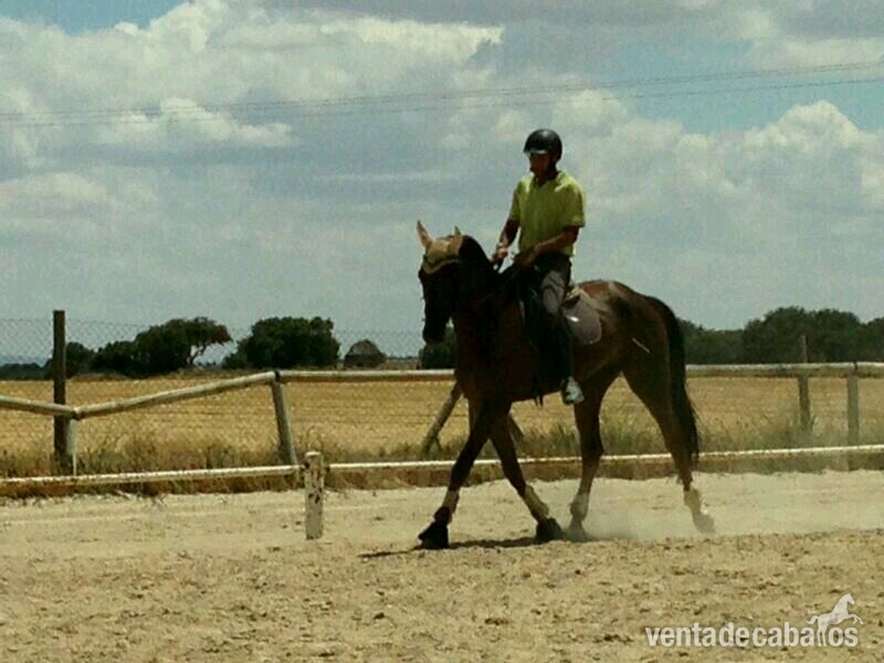 gran caballo CDE en venta in 