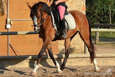 Pony D en venta in 