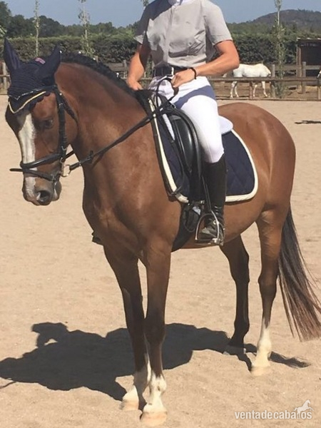 Poni de Competicion / Deporte
