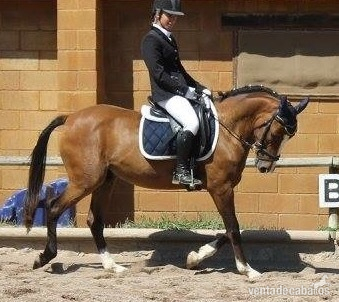 Poni de Competicion / Deporte {TYPE}