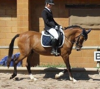 Poni de Competicion / Deporte {TYPE}