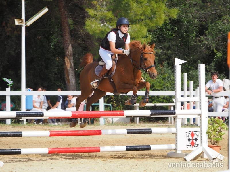 VENDO PONY D  in 