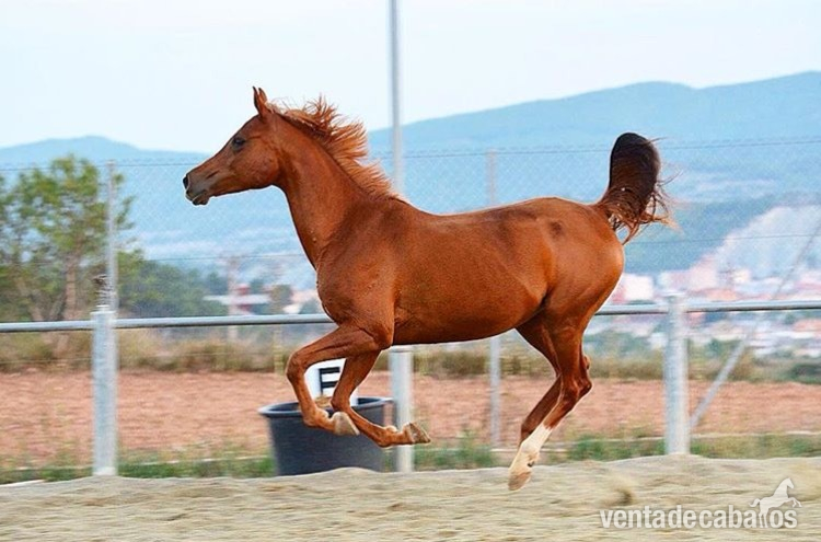 VENDO PONY D  - Yeguas in 
