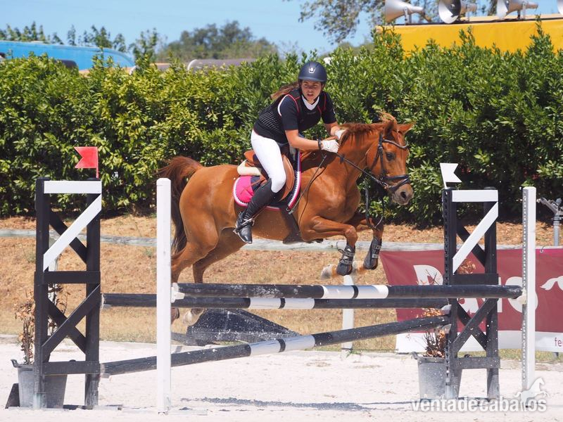 VENDO PONY D  - Yeguas