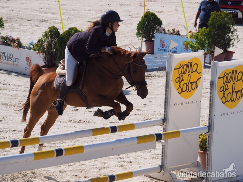 VENDO PONY D  