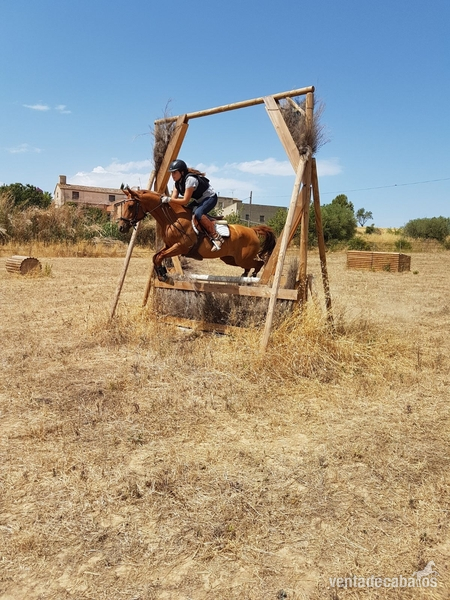 Yeguas Arabe - VENDO PONY D 