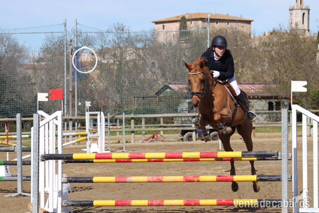 VENDO PONY D  - Yeguas Arabe