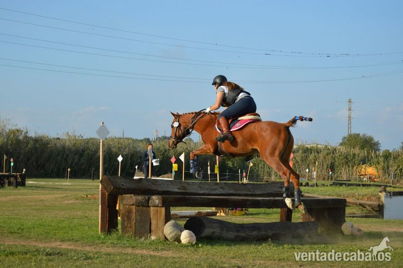 VENDO PONY D  - Arabe