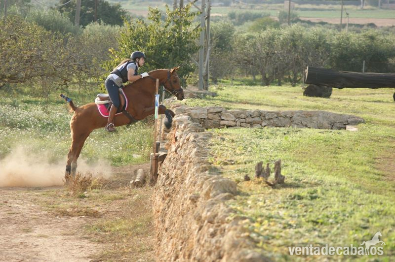 VENDO PONY D  - Yeguas