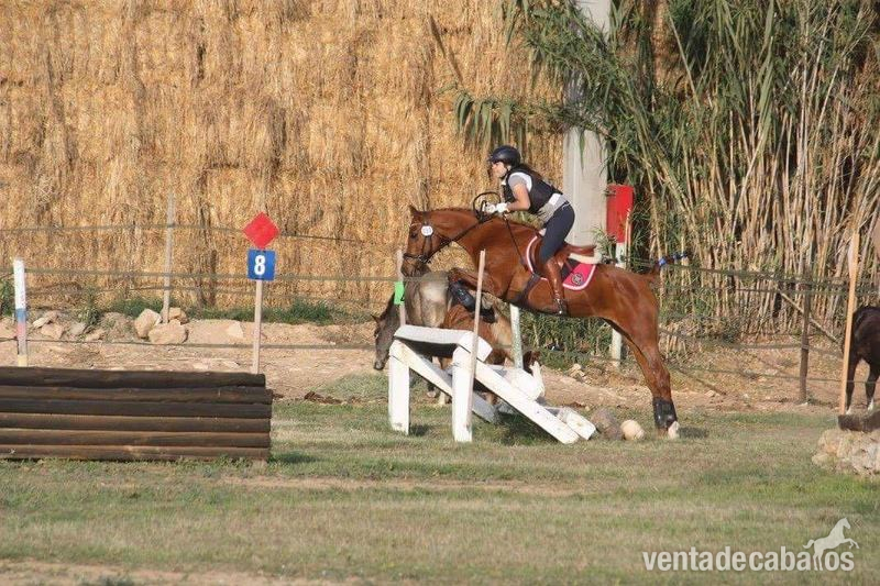 VENDO PONY D 