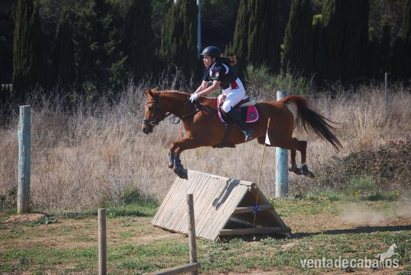  VENDO PONY D 