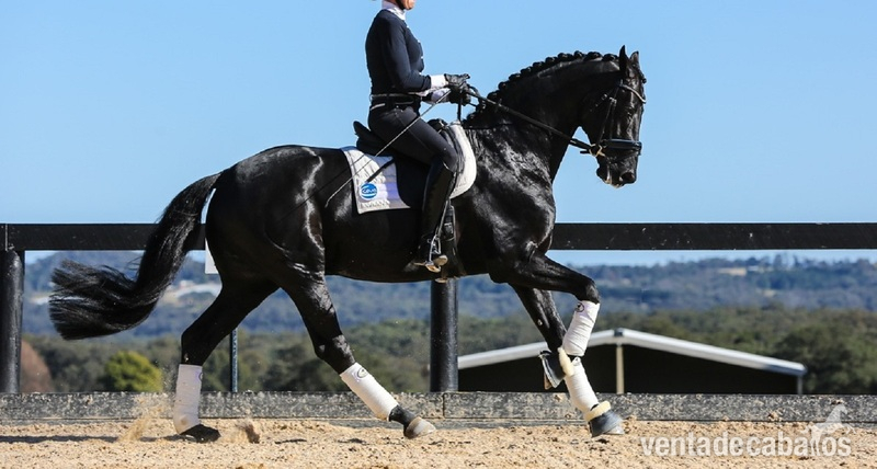 Absolutamente hermoso caballo castrado Hannoveriano negro in 