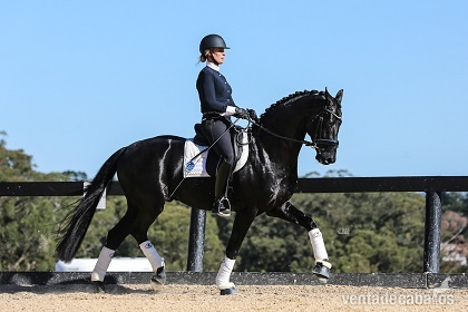 Caballos Capados Hannoveriano - Absolutamente hermoso caballo castrado Hannoveriano negro