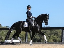 Absolutamente hermoso caballo castrado Hannoveriano negro
