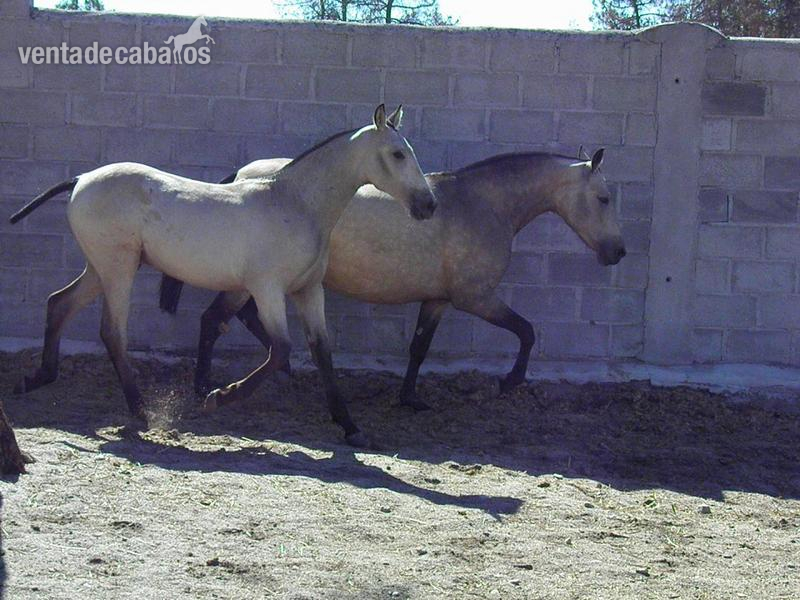 Pura Raza Española {TYPE}