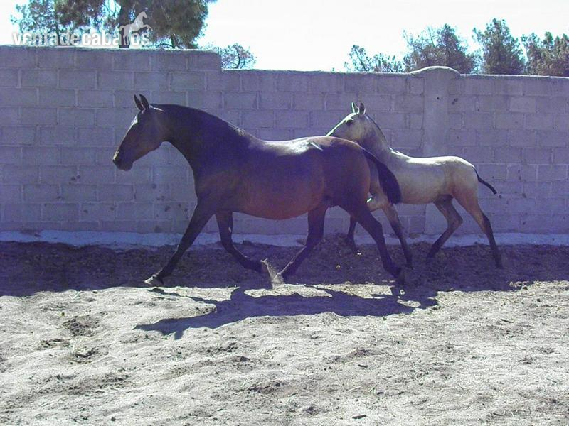 Caballos Pura Raza Española (P.R.E.) Pura Raza Española - VENTA DE YEGUAS PRE