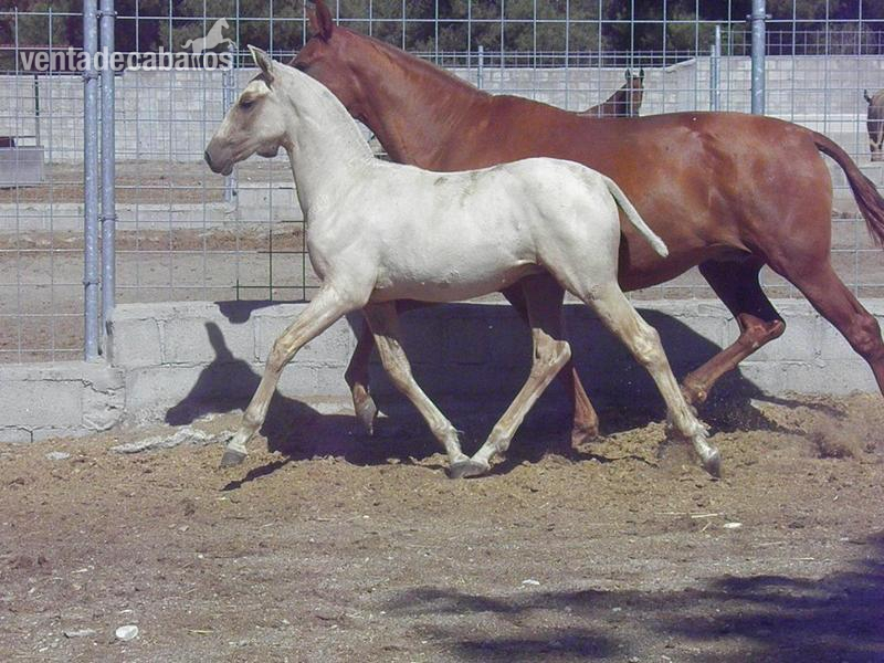 VENTA DE YEGUAS PRE - Caballos Pura Raza Española (P.R.E.) Pura Raza Española