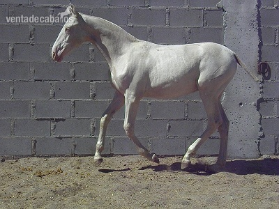 VENTA DE YEGUAS PRE - Pura Raza Española