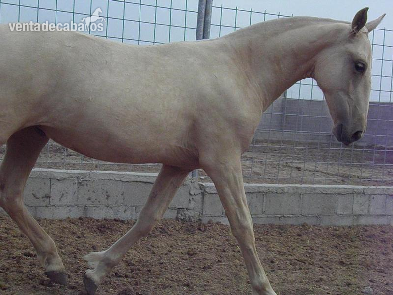 VENTA DE YEGUAS PRE - Caballos Pura Raza Española (P.R.E.)