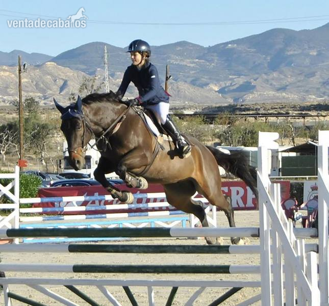 Caballo de salto en venta in 