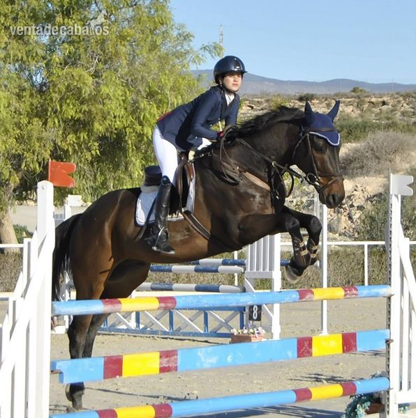 Caballo de Deporte Español (CDE)