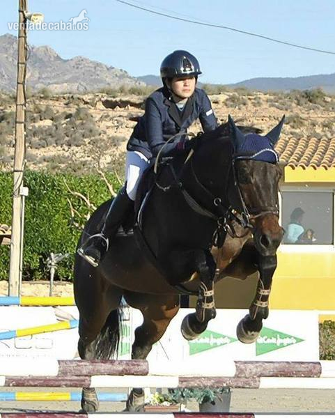 Caballo de Deporte Español (CDE) {TYPE}