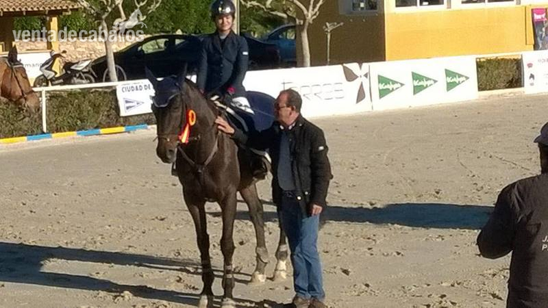Caballos Capados Caballo de Deporte Español (CDE) - Caballo de salto en venta