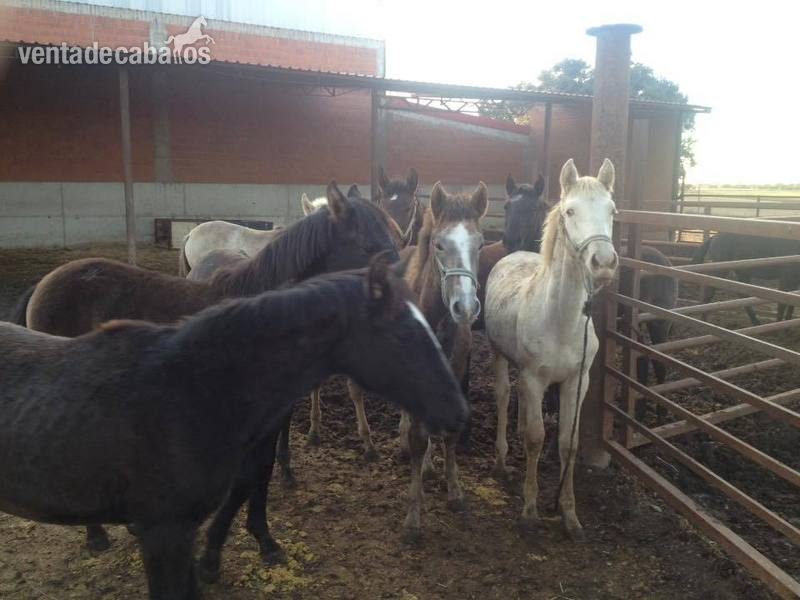 pura sangre lusitano