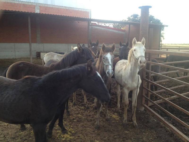 pura sangre lusitano