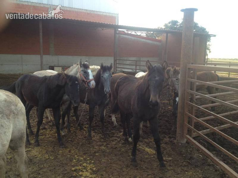 pura sangre lusitano {TYPE}