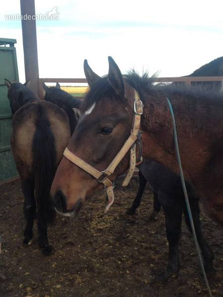 Caballos Enteros pura sangre lusitano - PURA SANGRE LUSITANO