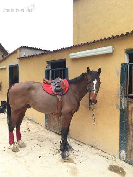 Caballo de salto - SF - 2005  in 
