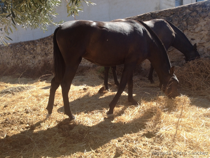 Caballos Pura Raza Española (P.R.E.) Pura Raza Española - Potra PRE capa negra 