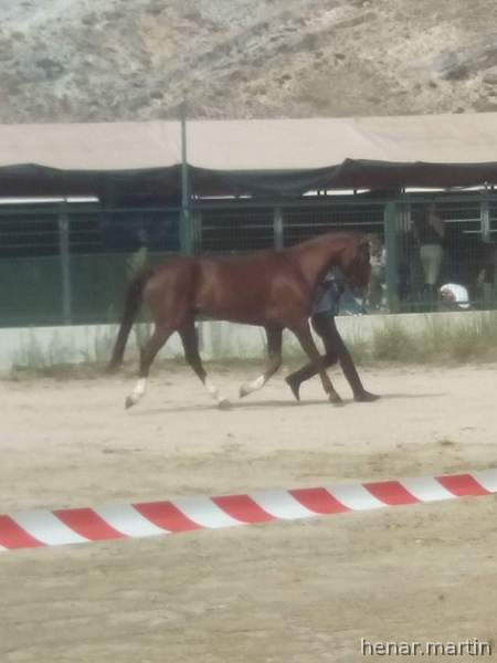Pony D Doma Clásica  in 