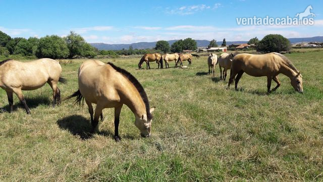 Oportunidad de venta magnificas yeguas Bayas PRE in 